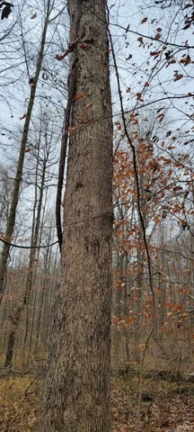 $325,000 | 62.2-acres Blanton Road, Mitchell, IN 47446