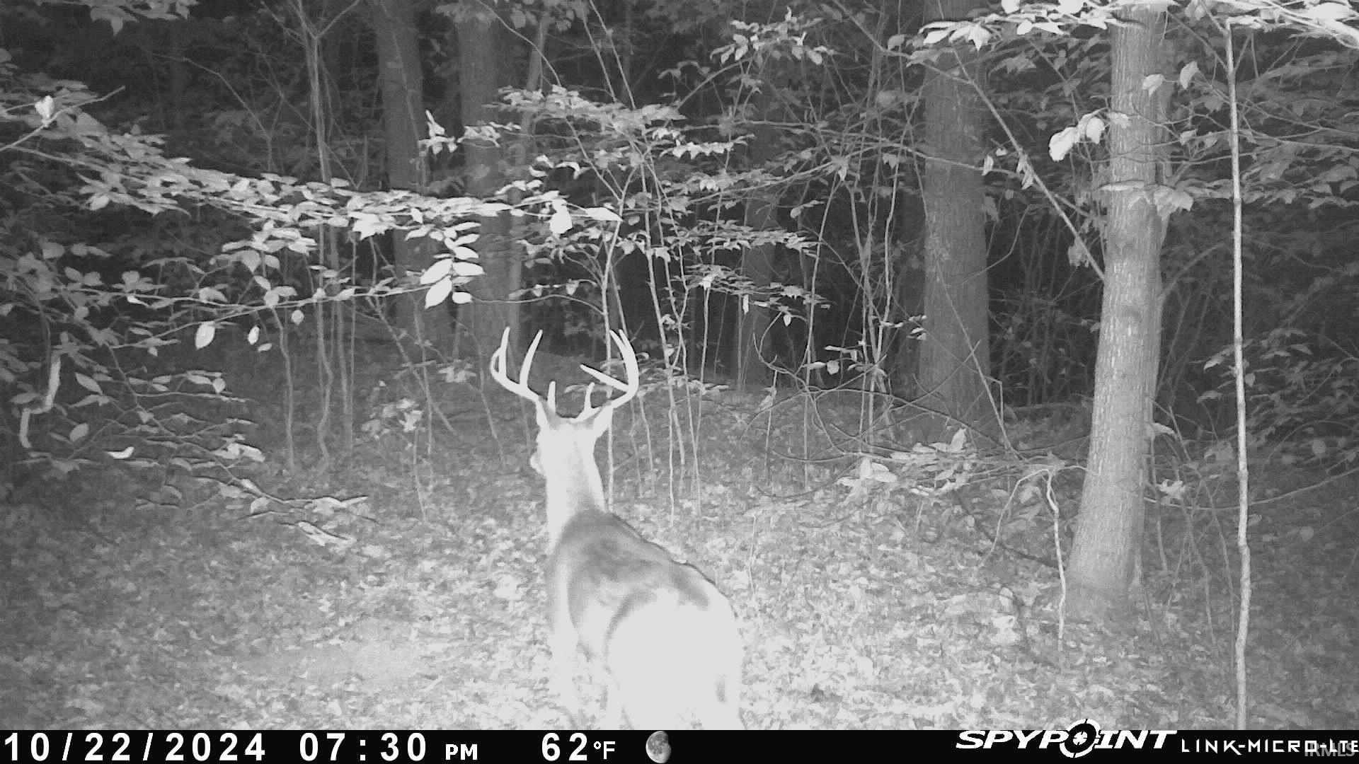 62.2-acres Blanton Road Mitchell, IN 47446 - Photo 19 of 31