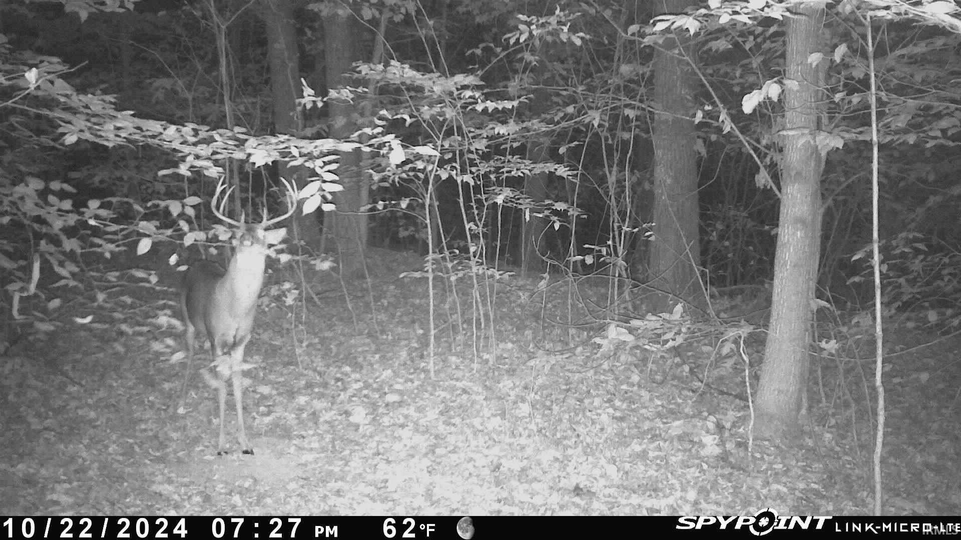 62.2-acres Blanton Road Mitchell, IN 47446 - Photo 20 of 31