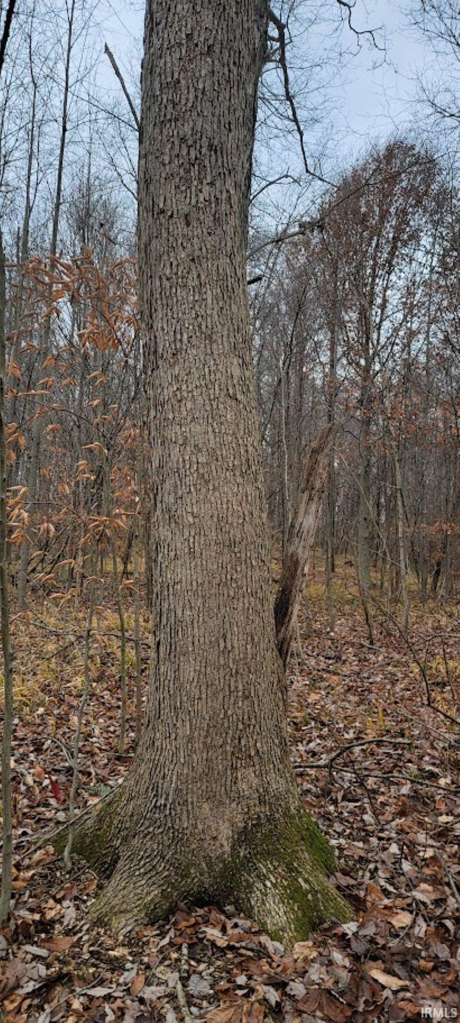 62.2-acres Blanton Road Mitchell, IN 47446 - Photo 25 of 31