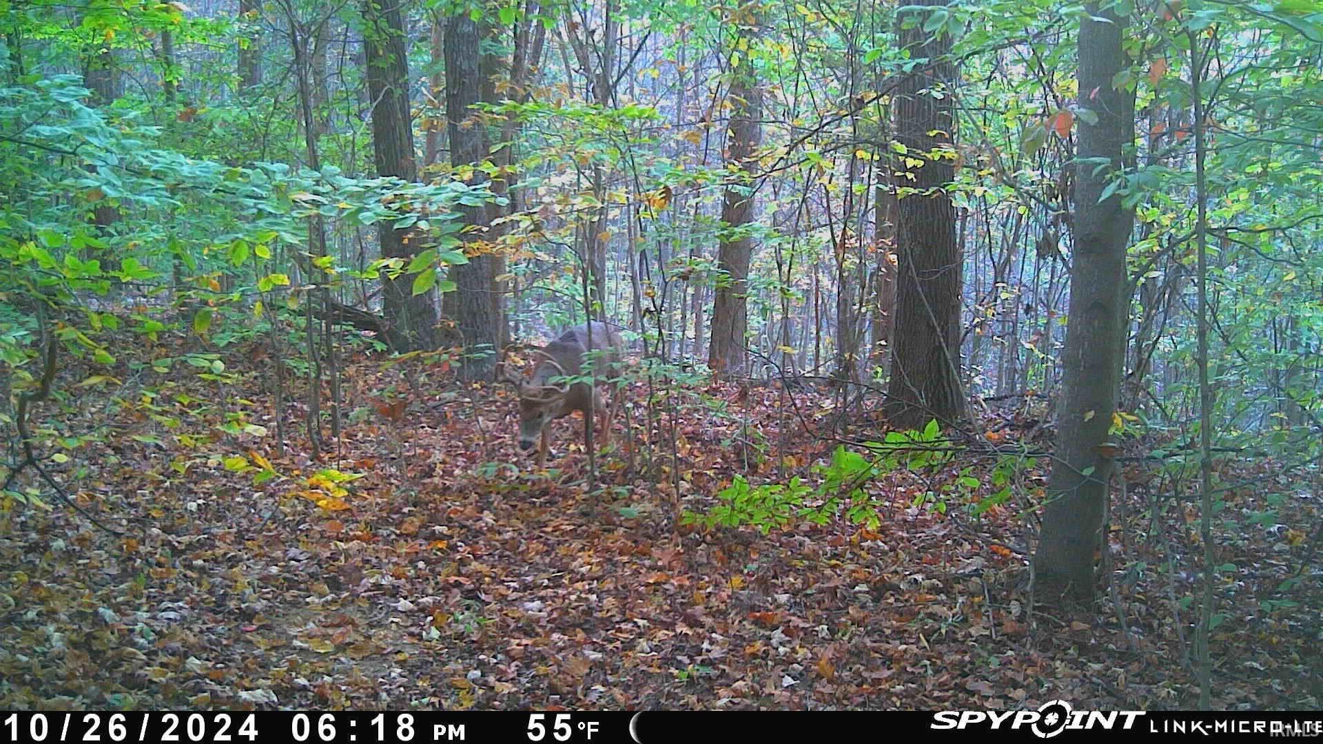 62.2-acres Blanton Road Mitchell, IN 47446 - Photo 10 of 31