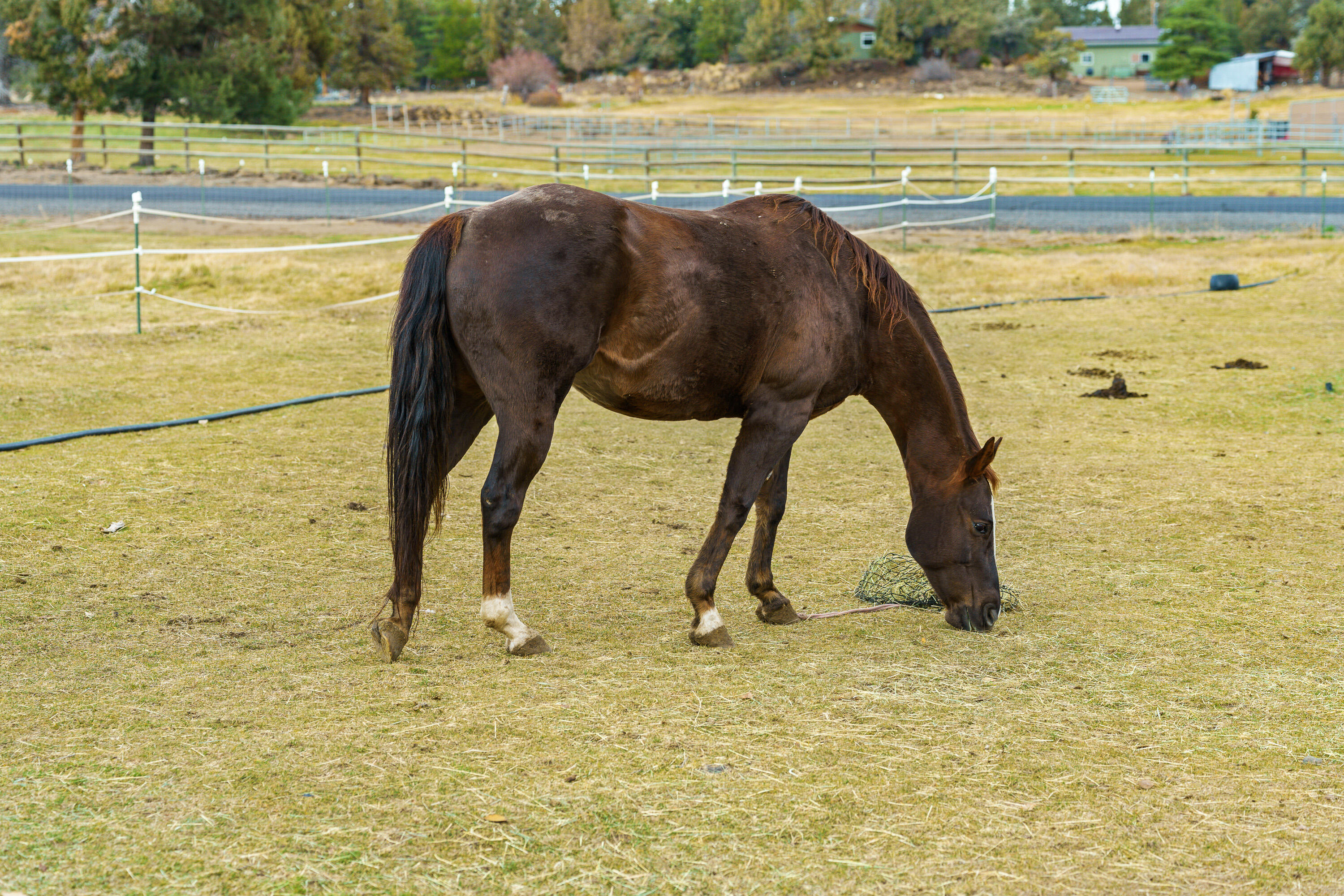 62118 Cody Jr Road Bend, OR 97701 - Photo 41 of 42 Horse in pasture