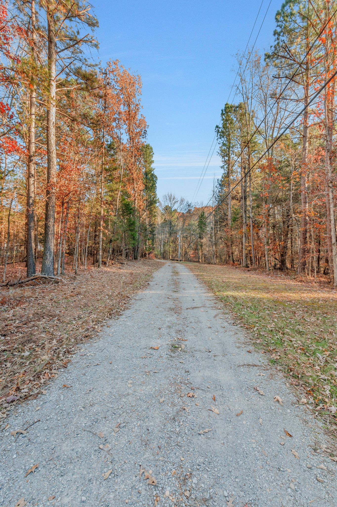 7164 Dice Lampley Road Fairview, TN 37062 - Photo 3 of 42 a view of dirt yard with a large tree