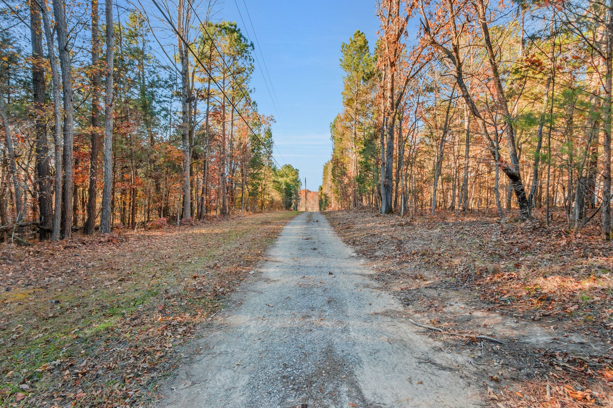 7164 Dice Lampley Road Fairview, TN 37062 - Photo 4 of 42 a view of backyard with large trees