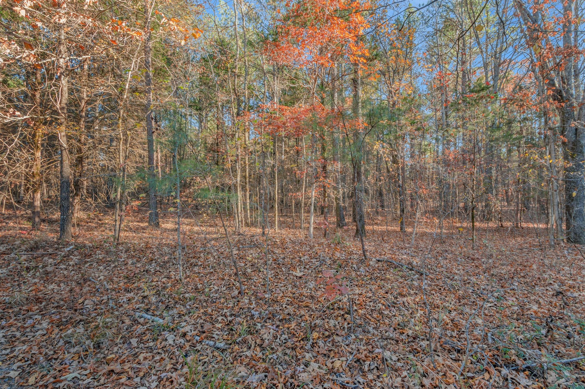 7164 Dice Lampley Road Fairview, TN 37062 - Photo 8 of 42 a view of a forest with trees in the background