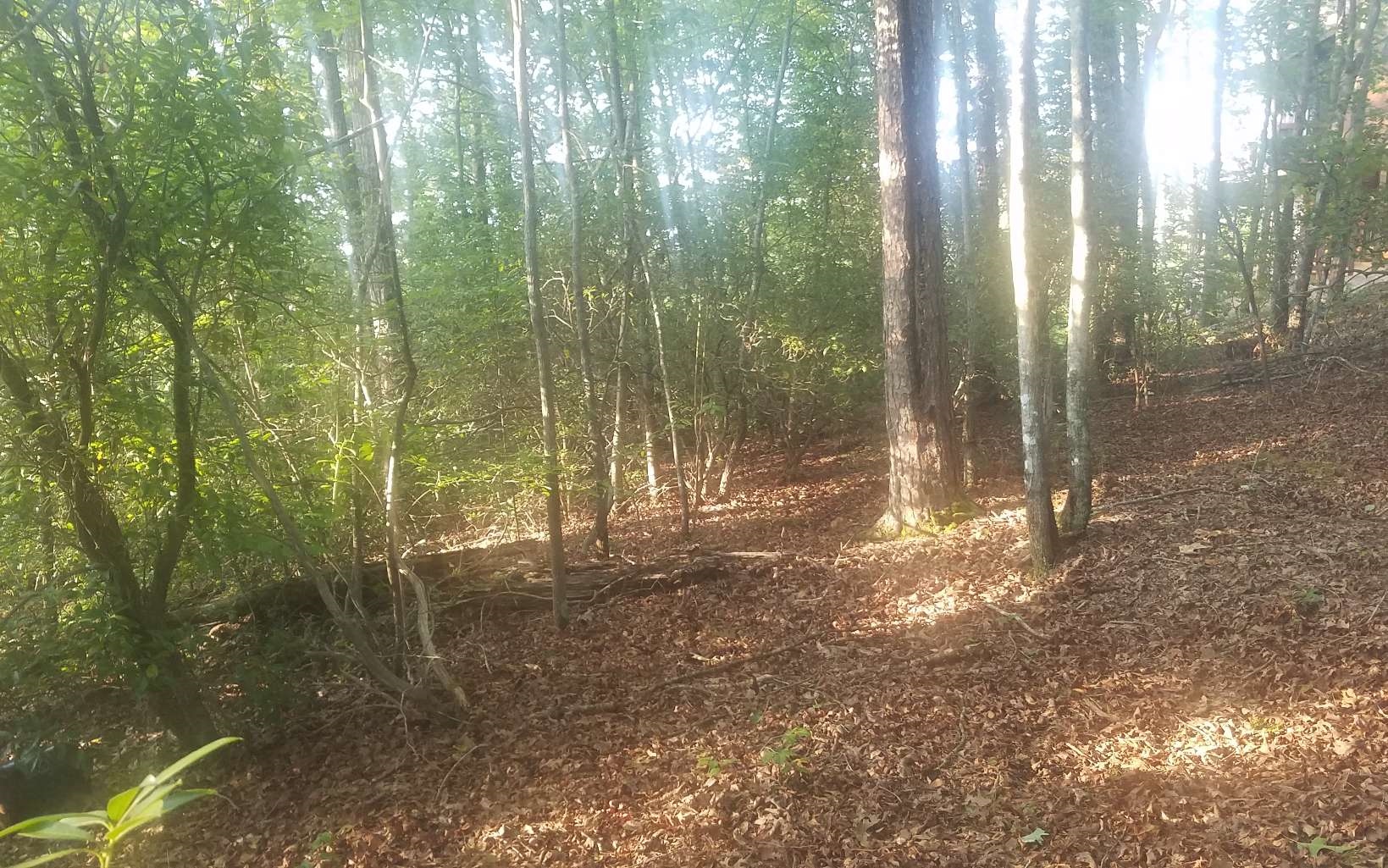 Lot 2 Bluebird Lane Blue Ridge, GA 30513 - Photo 1 of 4 Main View