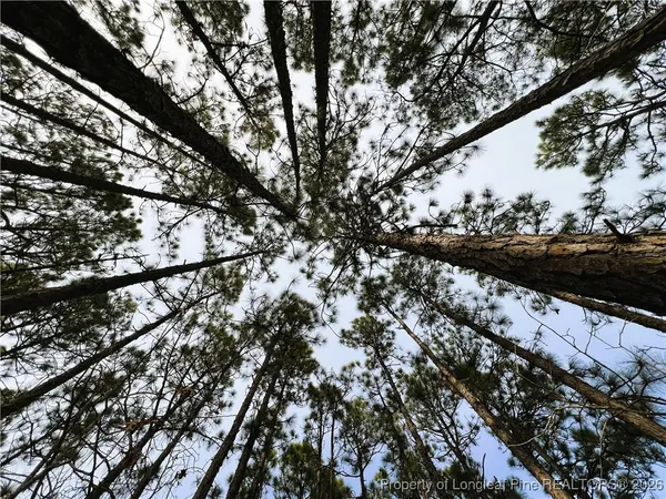 a view of a tree