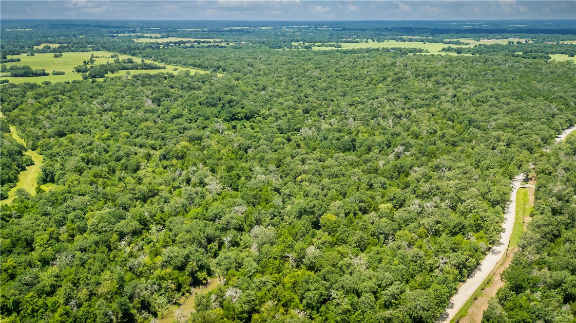 a view of a large yard with plants and large trees