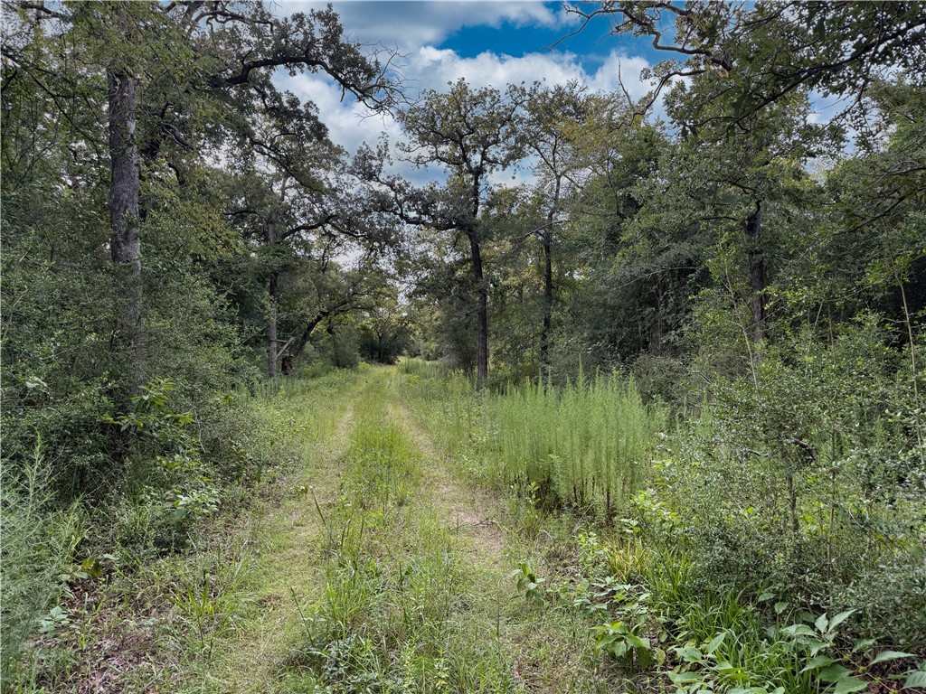 Tbd Tbd Old Hickory Grove Road Northeast, Unit COUNTYROAD Franklin, TX 77856 - Photo 16 of 48 a view of a lush green forest with lots of trees