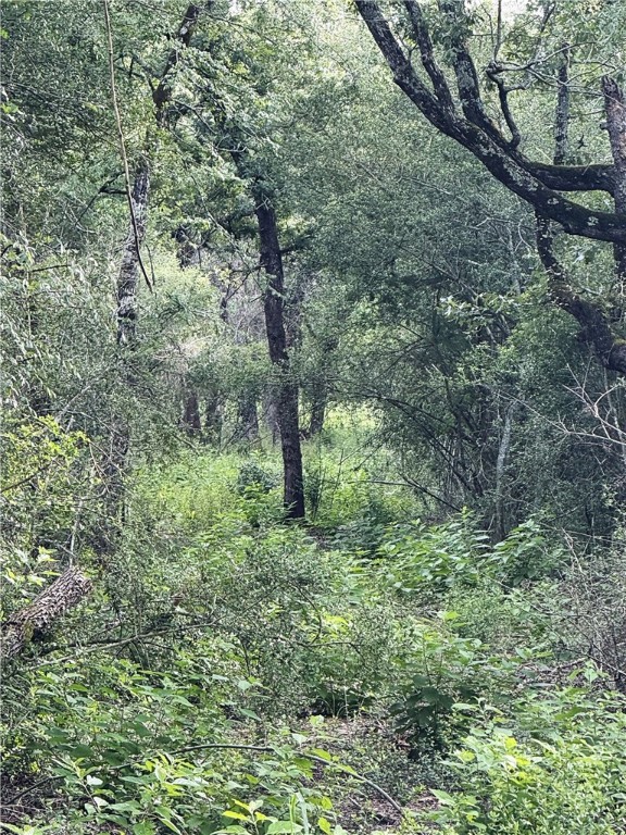 Tbd Tbd Old Hickory Grove Road Northeast, Unit COUNTYROAD Franklin, TX 77856 - Photo 21 of 48 a big yard with lots of green space and deers