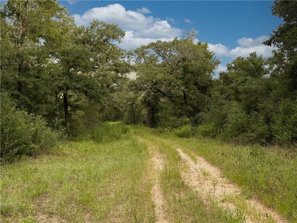 Tbd Tbd Old Hickory Grove Road Northeast, Unit COUNTYROAD Franklin, TX 77856 - Photo 24 of 48 a view of a yard