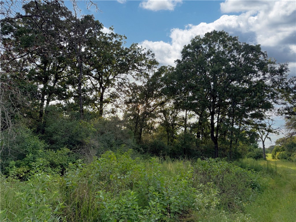 Tbd Tbd Old Hickory Grove Road Northeast, Unit COUNTYROAD Franklin, TX 77856 - Photo 25 of 48 a view of a lush green space