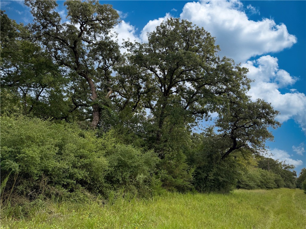 Tbd Tbd Old Hickory Grove Road Northeast, Unit COUNTYROAD Franklin, TX 77856 - Photo 34 of 48 a view of a bunch of trees