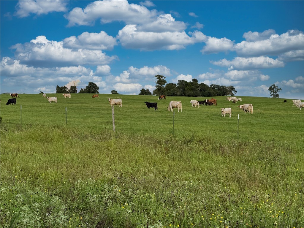 Tbd Tbd Old Hickory Grove Road Northeast, Unit COUNTYROAD Franklin, TX 77856 - Photo 4 of 48 a view of a park with large trees