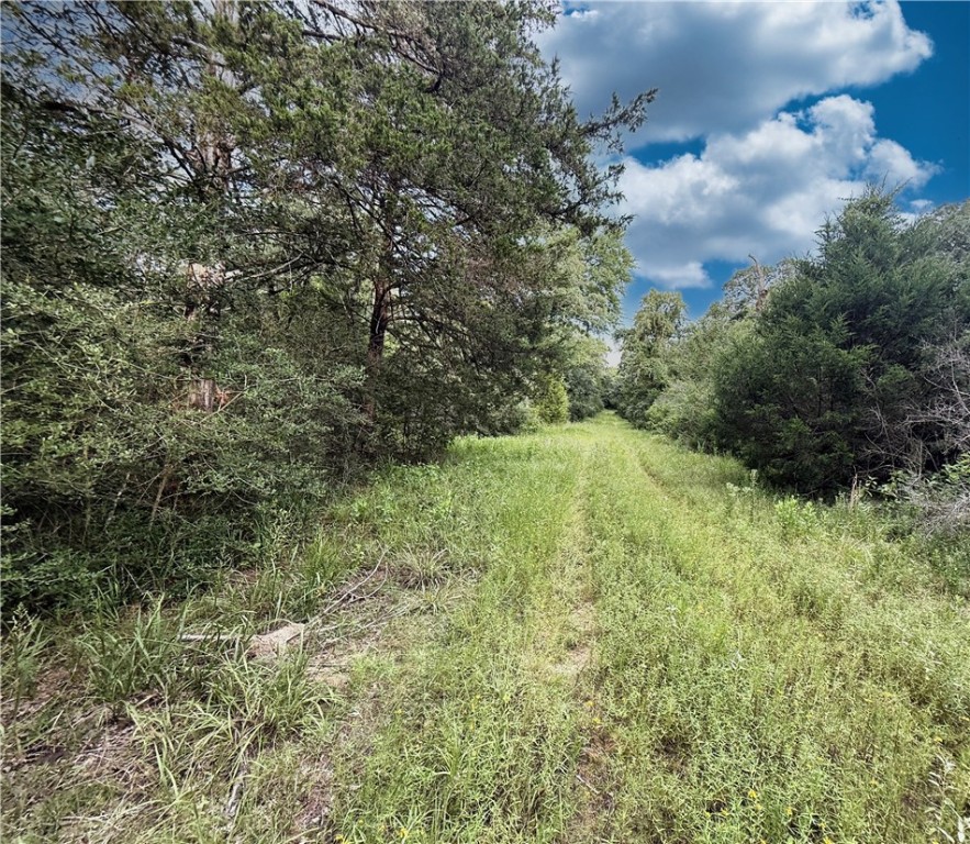 Tbd Tbd Old Hickory Grove Road Northeast, Unit COUNTYROAD Franklin, TX 77856 - Photo 6 of 48 a yard with a tree