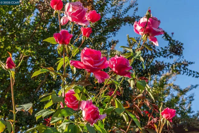 $1,499,000 | 843 Luz Court, Danville, CA 94526