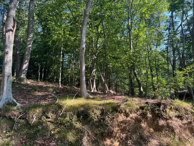 a view of a backyard with trees