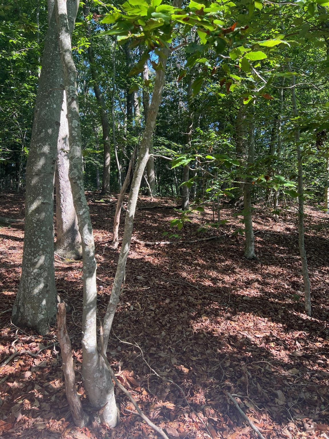 Fern Road Calverton, NY 11933 - Photo 6 of 13 a backyard of a house with lots of green space