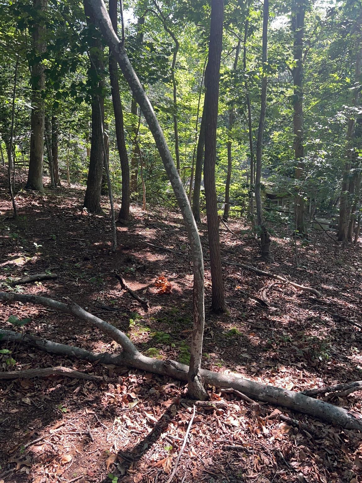 Fern Road Calverton, NY 11933 - Photo 7 of 13 a view of a forest filled with trees