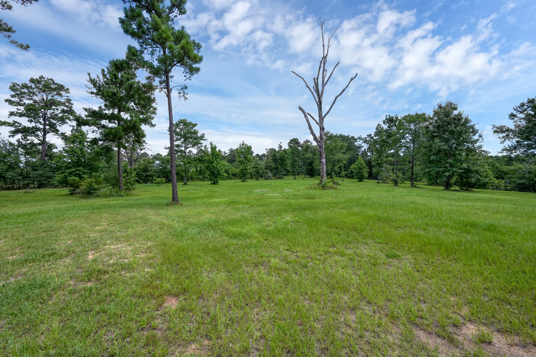 400 Raven Hill Road Oakhurst, TX 77359 - Photo 6 of 45 a view of a tree in a yard