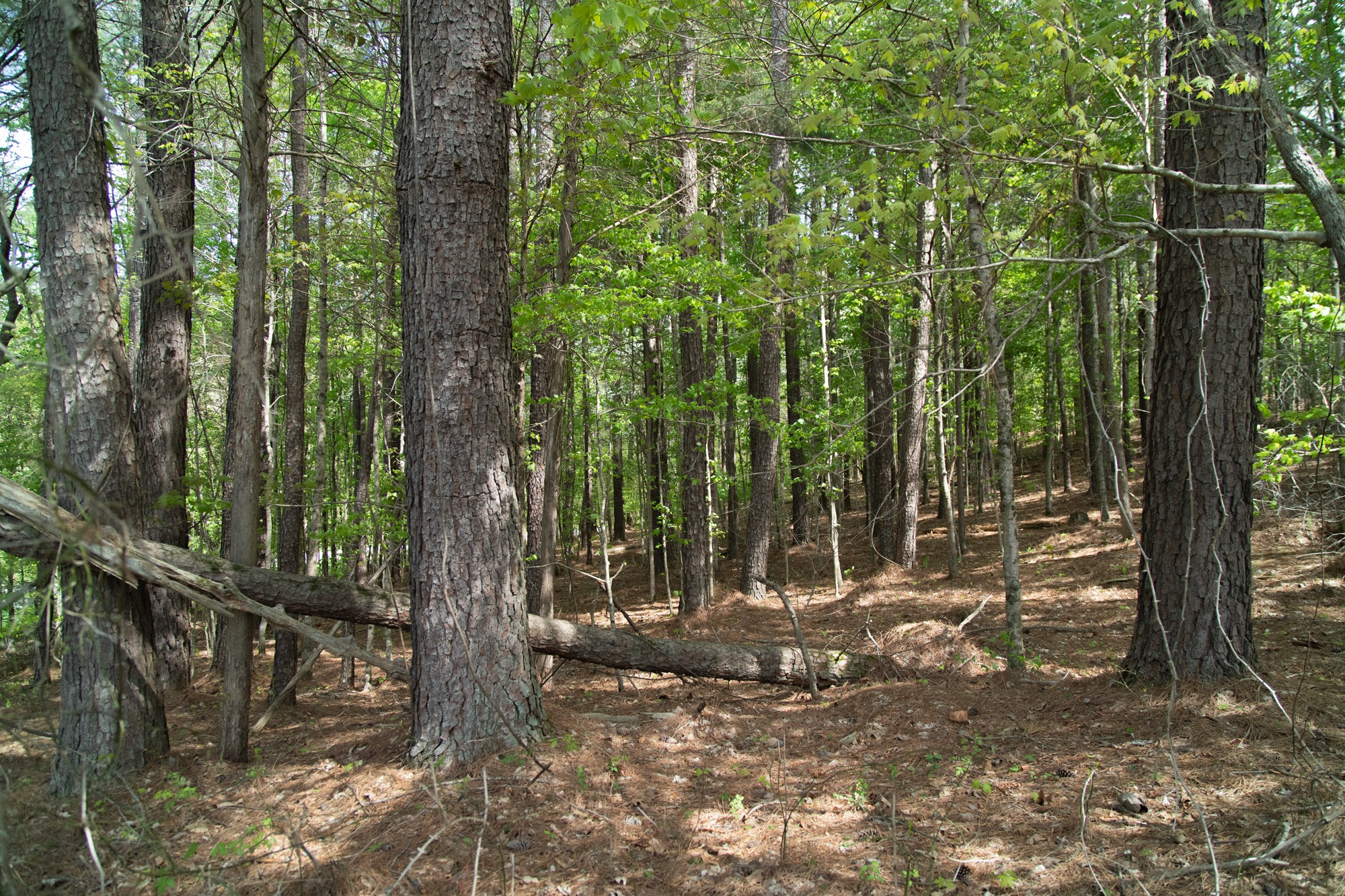 0 Gossett Cemetery Road Lyles, TN 37098 - Photo 15 of 50 Gallery Image 15