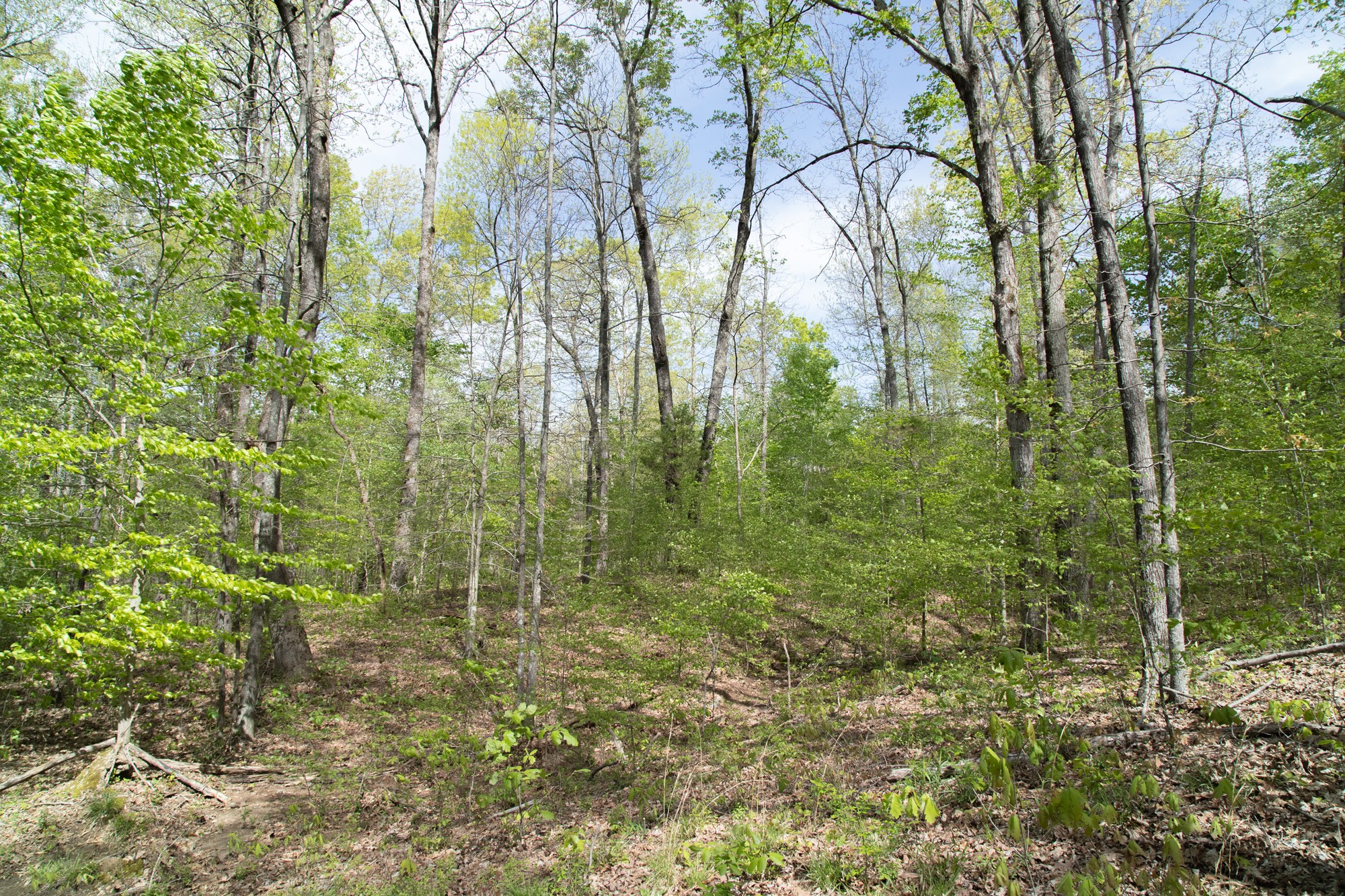0 Gossett Cemetery Road Lyles, TN 37098 - Photo 20 of 50 Gallery Image 20