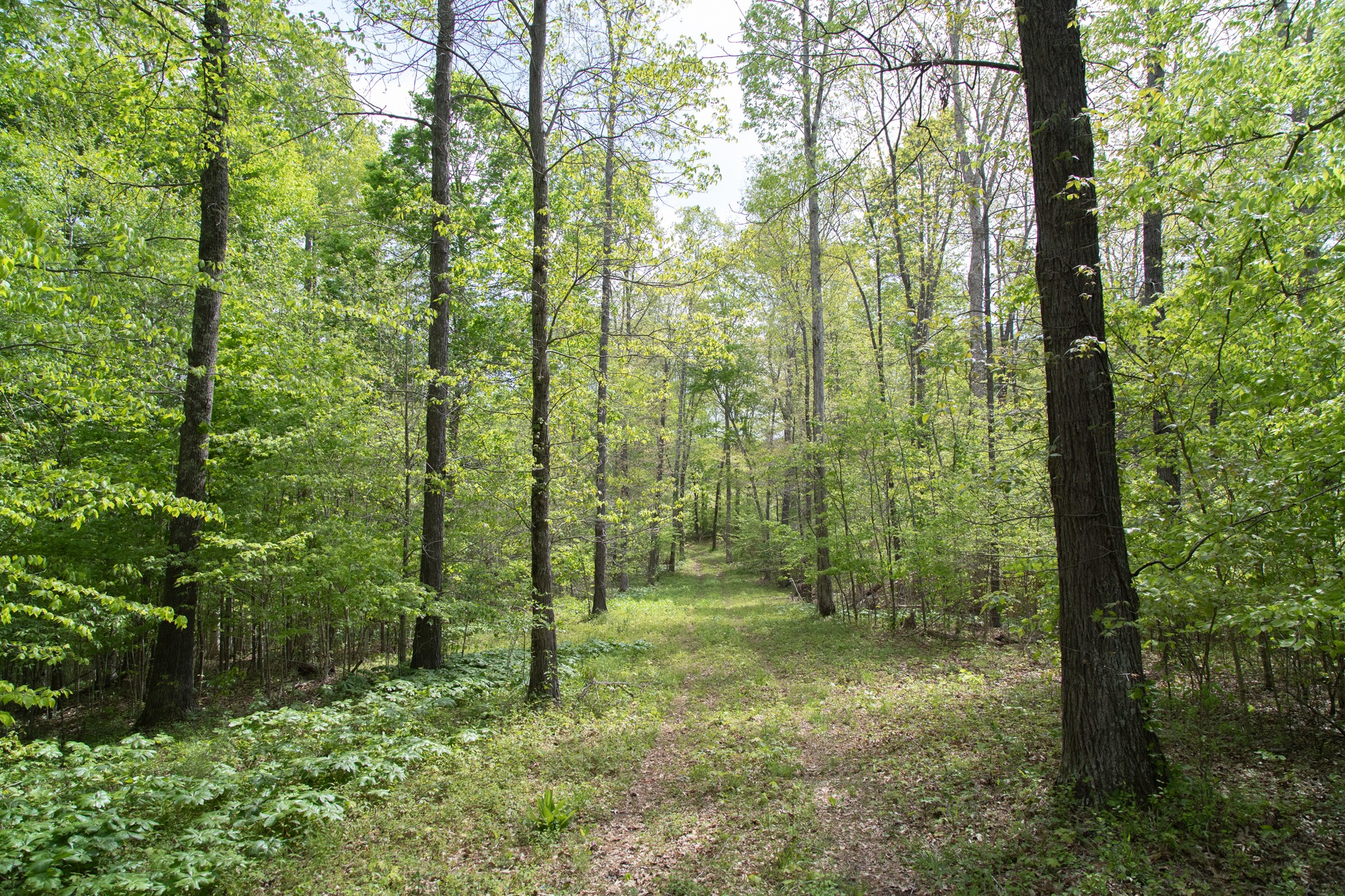 0 Gossett Cemetery Road Lyles, TN 37098 - Photo 21 of 50 Gallery Image 21