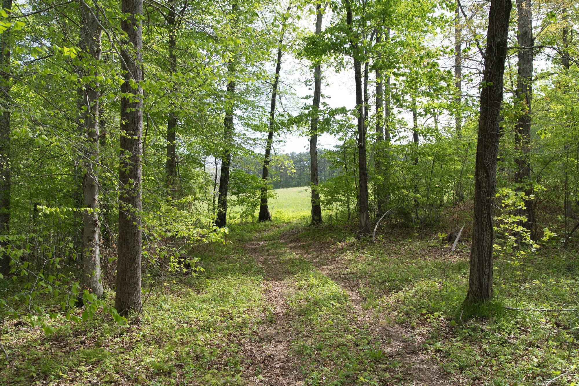 0 Gossett Cemetery Road Lyles, TN 37098 - Photo 22 of 50 Gallery Image 22