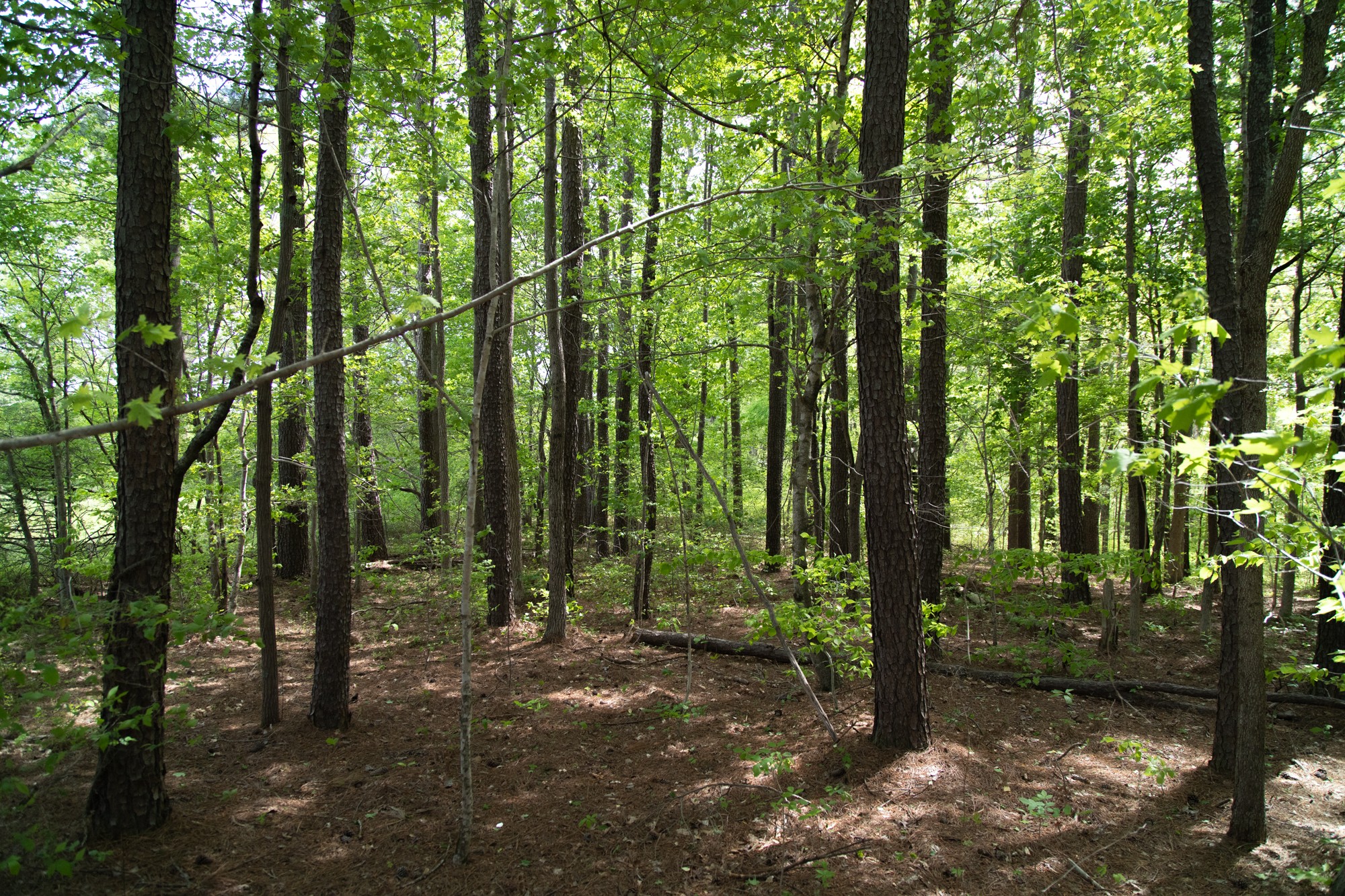 0 Gossett Cemetery Road Lyles, TN 37098 - Photo 26 of 50 Gallery Image 26