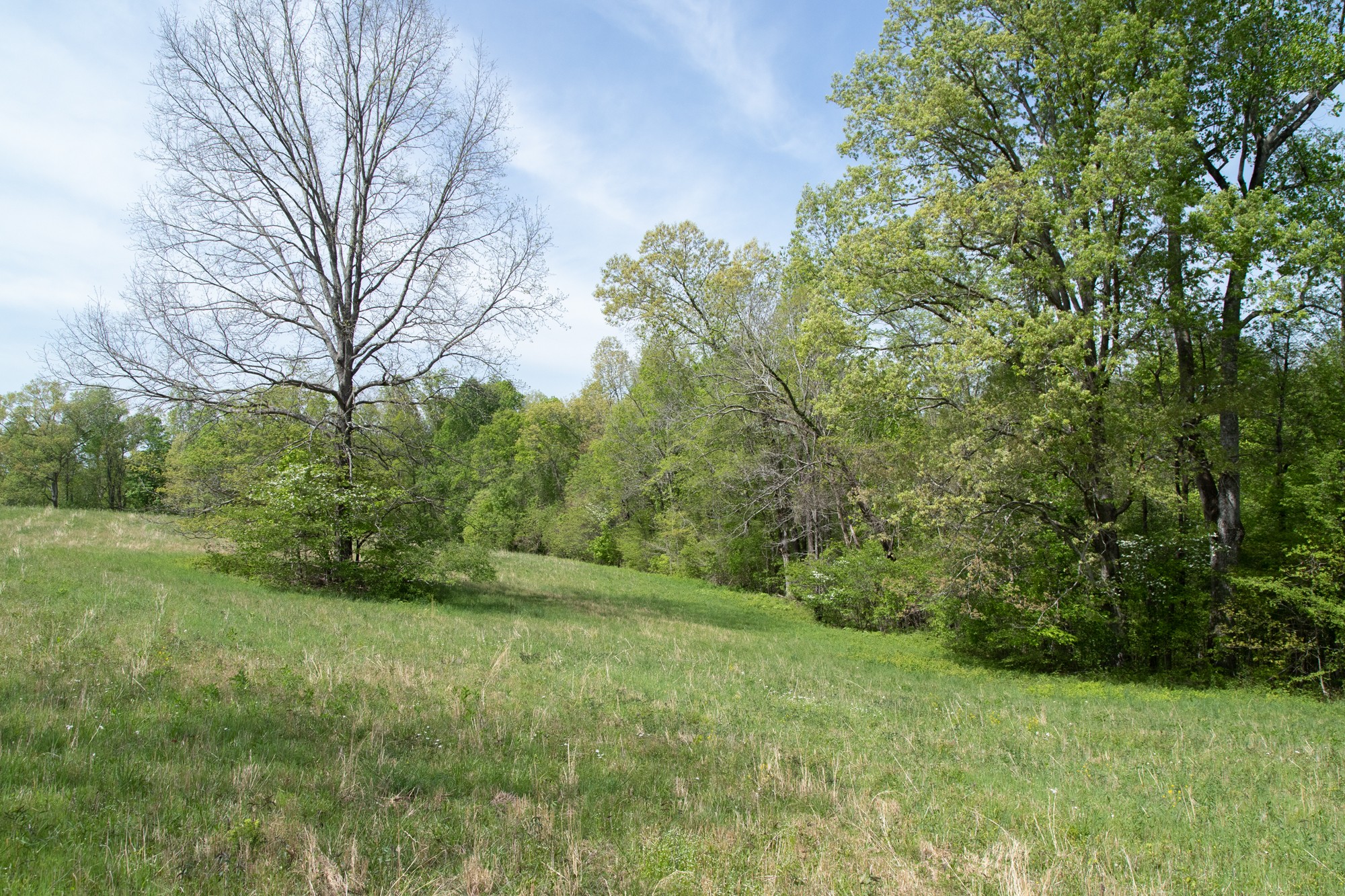 0 Gossett Cemetery Road Lyles, TN 37098 - Photo 31 of 50 Gallery Image 31