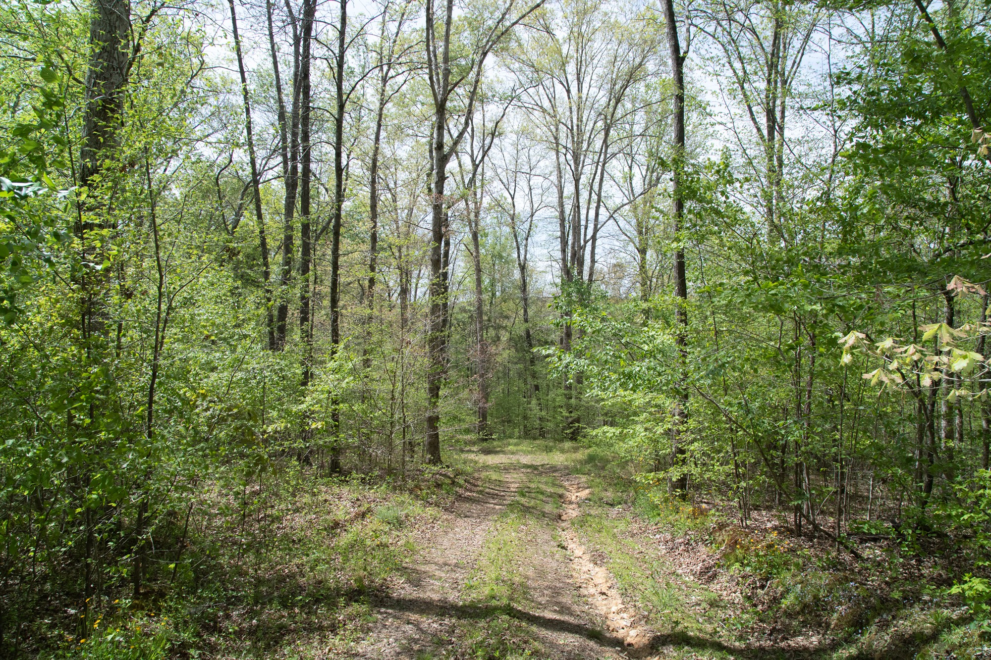 0 Gossett Cemetery Road Lyles, TN 37098 - Photo 36 of 50 Gallery Image 36