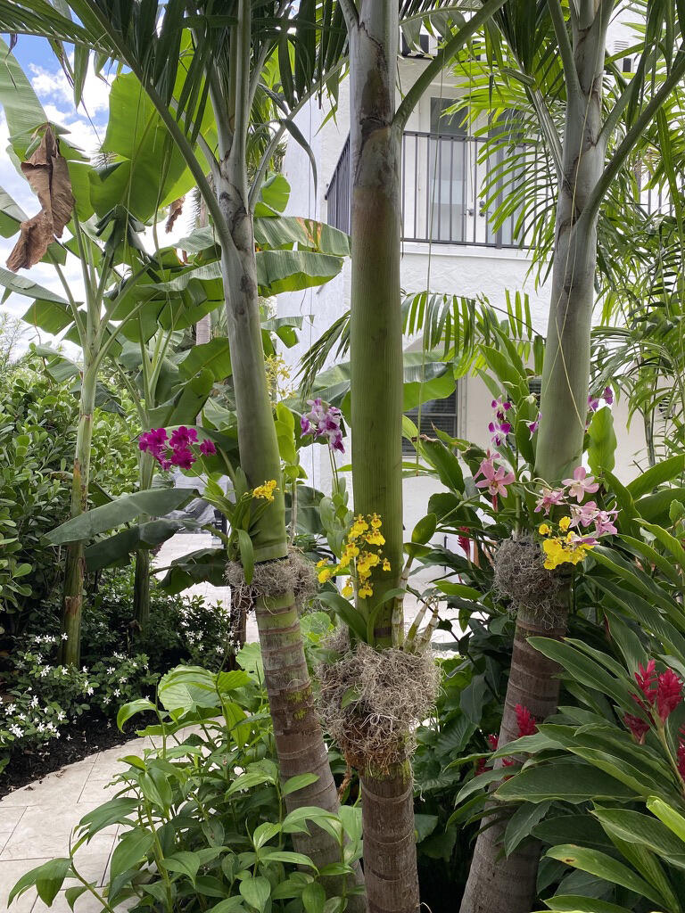 634 Southeast 3rd Avenue Delray Beach, FL 33483 - Photo 38 of 38 yard flowers 2
