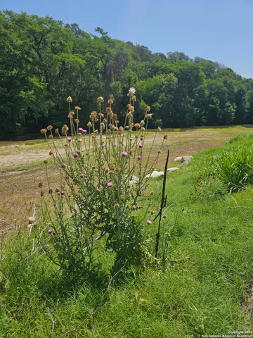 a view of a yard with large trees