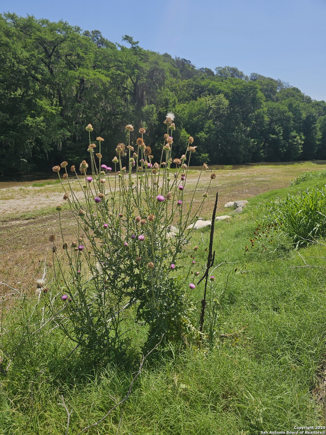 628 Winding River Lane Spring Branch, TX 78070 - Photo 8 of 16 a view of a yard with large trees