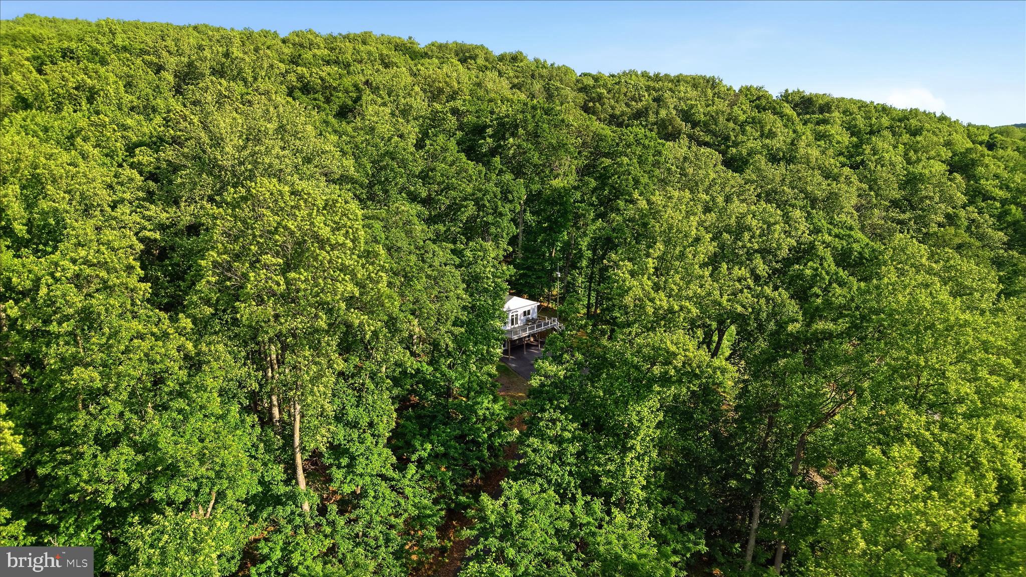 500 Delicious Road Linden, VA 22642 - Photo 60 of 80 a view of a big yard with plants and large trees