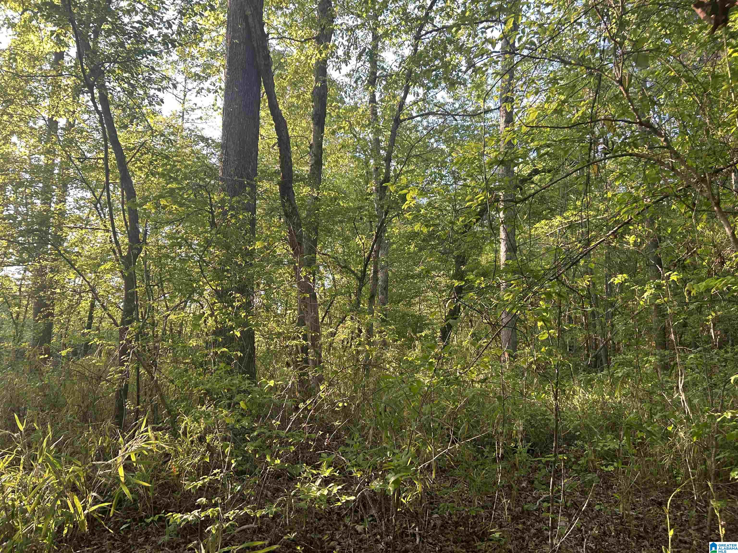 639 County Road, Unit TRACT 3 18 Roanoke, AL 36274 - Photo 7 of 8