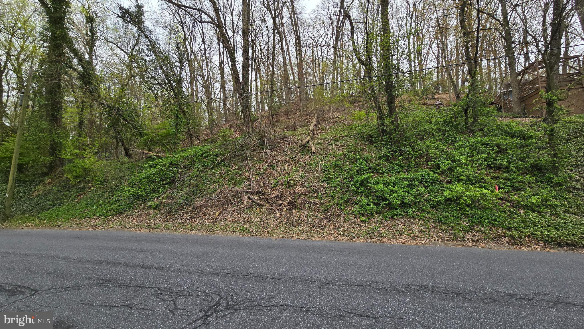 a view of a forest with trees
