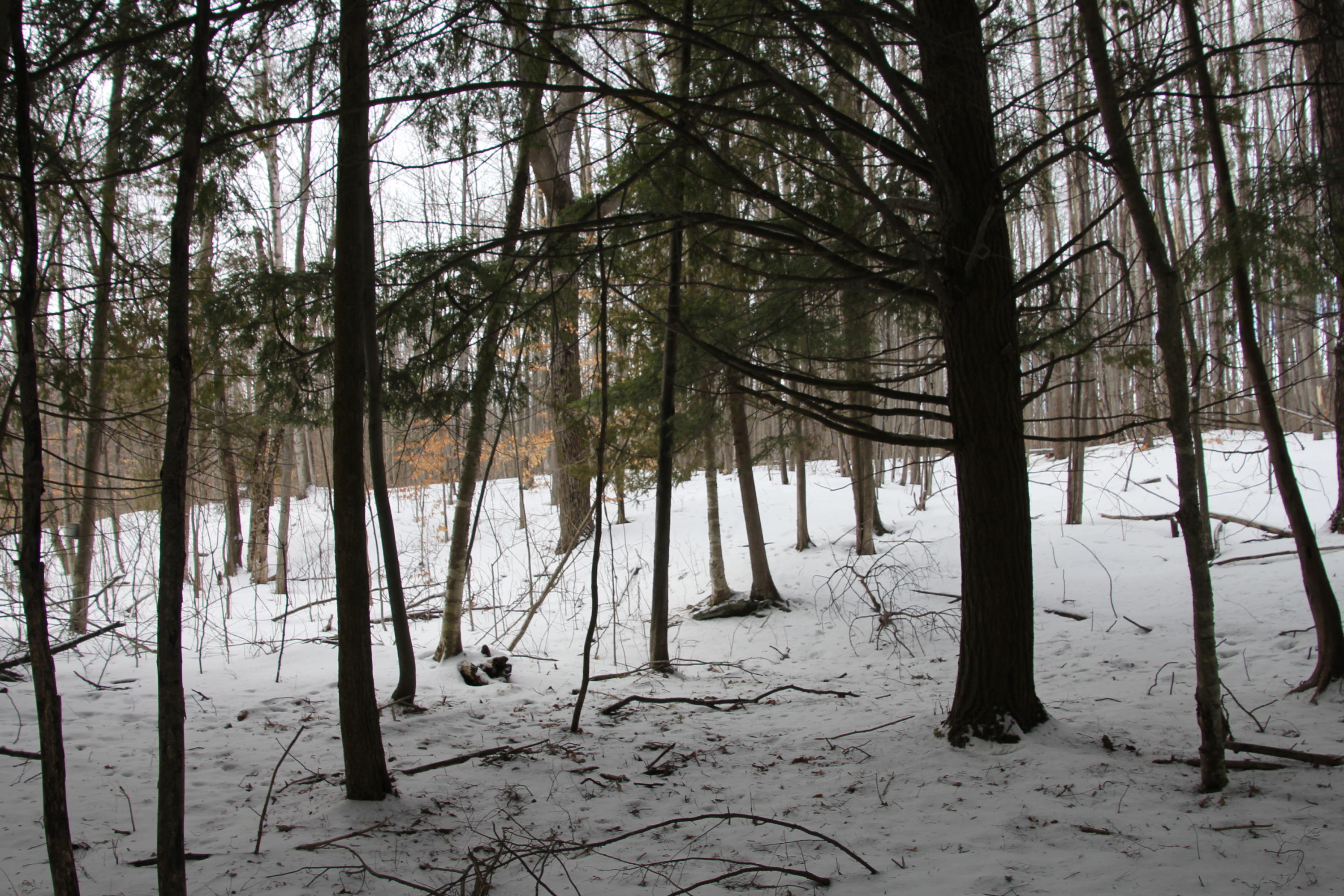 40-acres Tolan Road Spruce, MI 48762 - Photo 64 of 95 Gallery Image 64