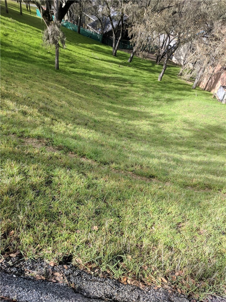 a view of a park with plants and trees