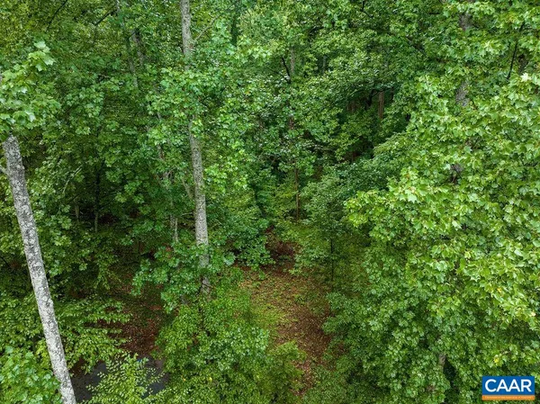 a view of a lush green forest with lawn chairs and plants