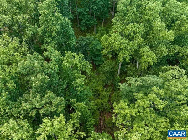 a view of a lush green forest