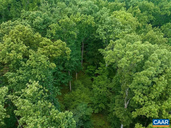 a view of a forest filled with lots of trees