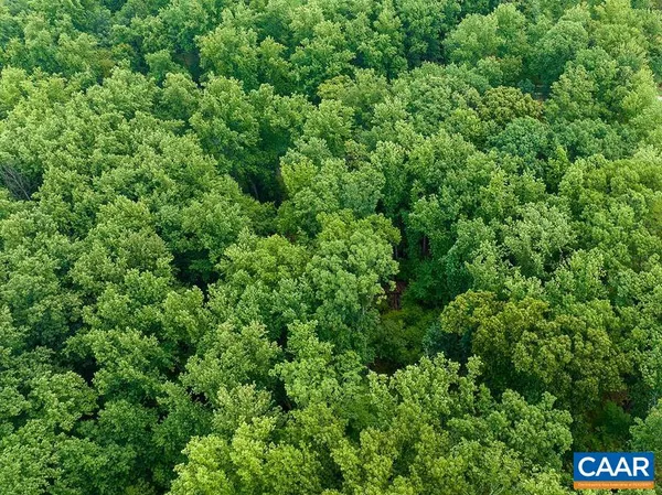 a view of a lush green forest with lots of trees