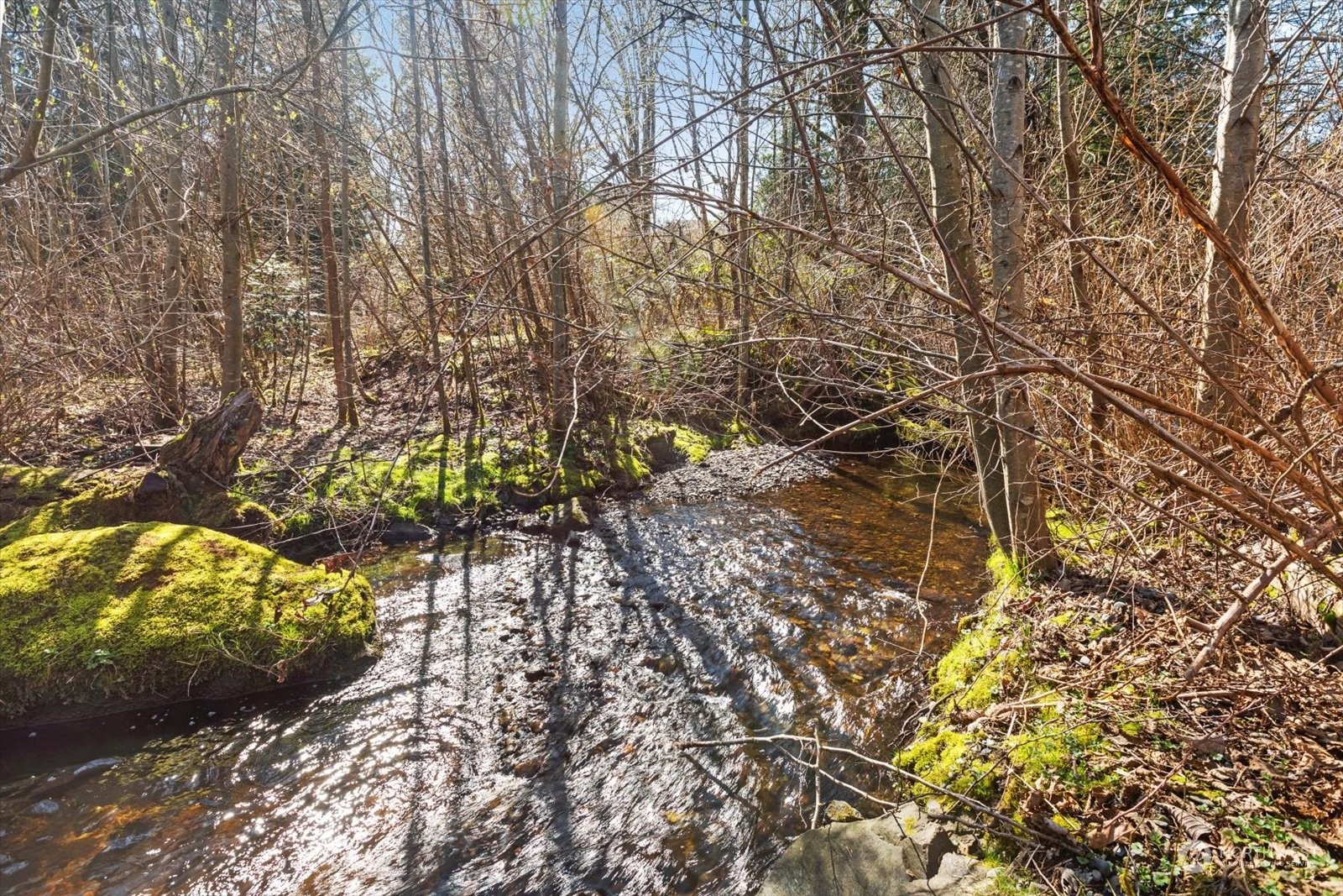 1402 194th Street Southeast, Unit 4 Bothell, WA 98012 - Photo 39 of 40 a picture of tree