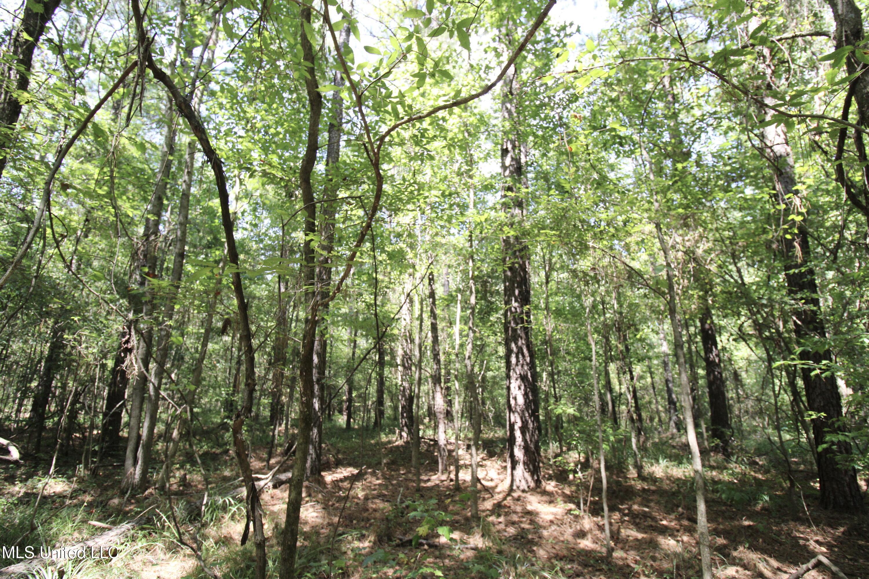 1603 Holly Bush Road Pelahatchie, MS 39145 - Photo 3 of 7 IMG_1171 (1)