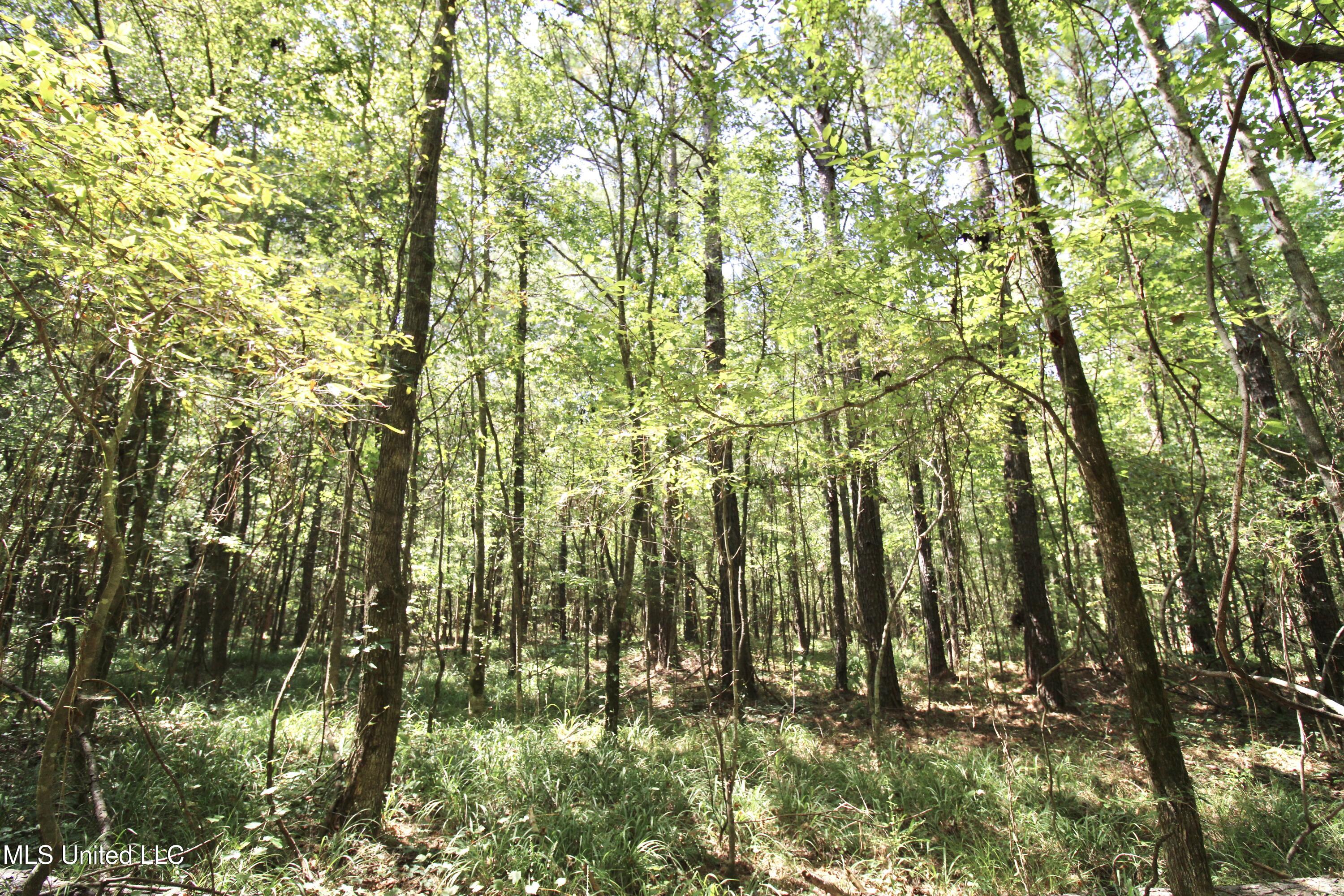 1603 Holly Bush Road Pelahatchie, MS 39145 - Photo 4 of 7 IMG_1172 (1)