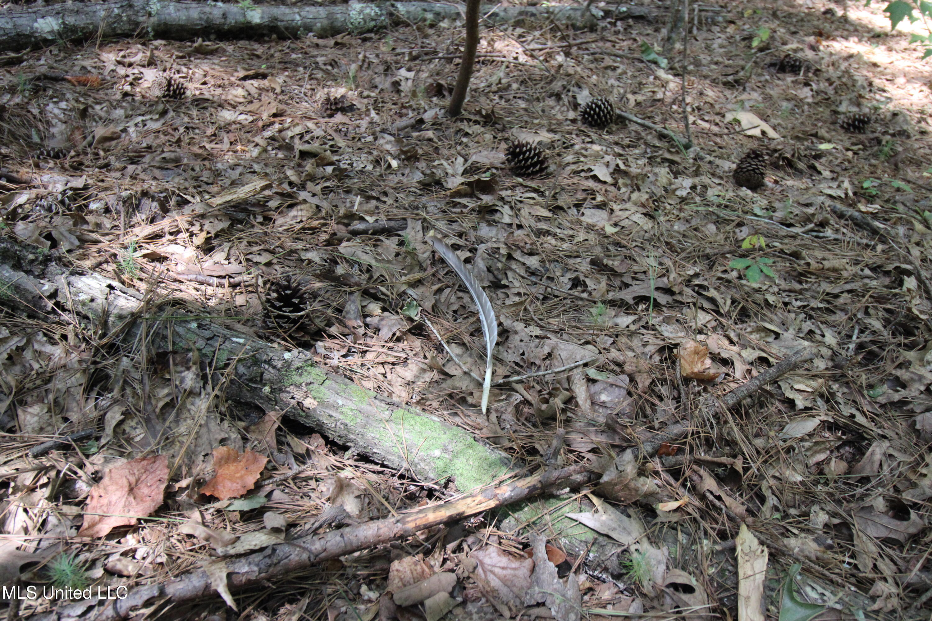 1603 Holly Bush Road Pelahatchie, MS 39145 - Photo 5 of 7 IMG_1184 (1)