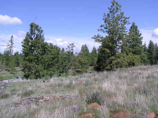 19603 South Harrison Road Edwall, WA 99008 - Photo 5 of 9