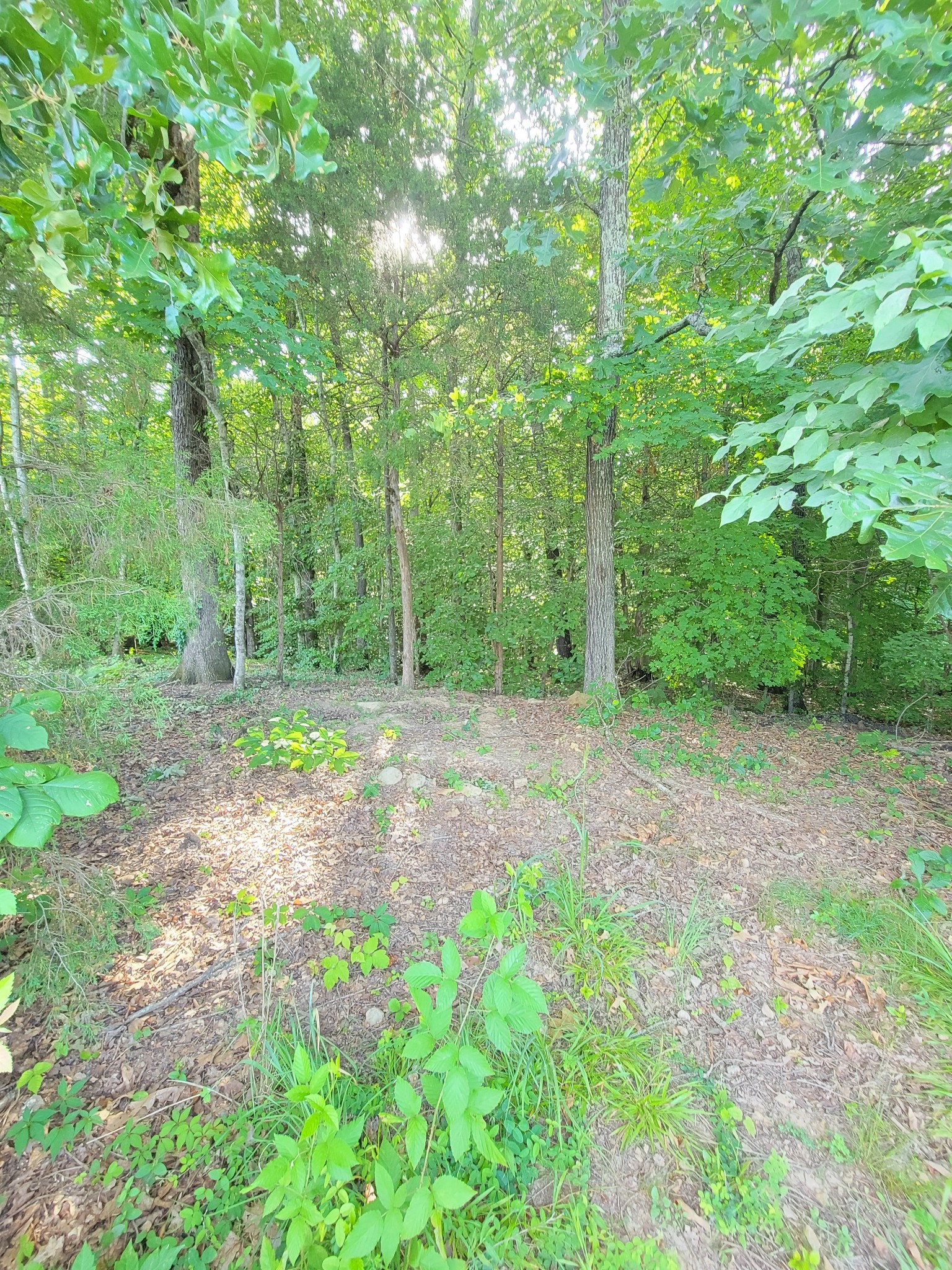 961 Big Springs Road Charlotte, TN 37036 - Photo 45 of 50 Paths lead into a large area of your own woods.