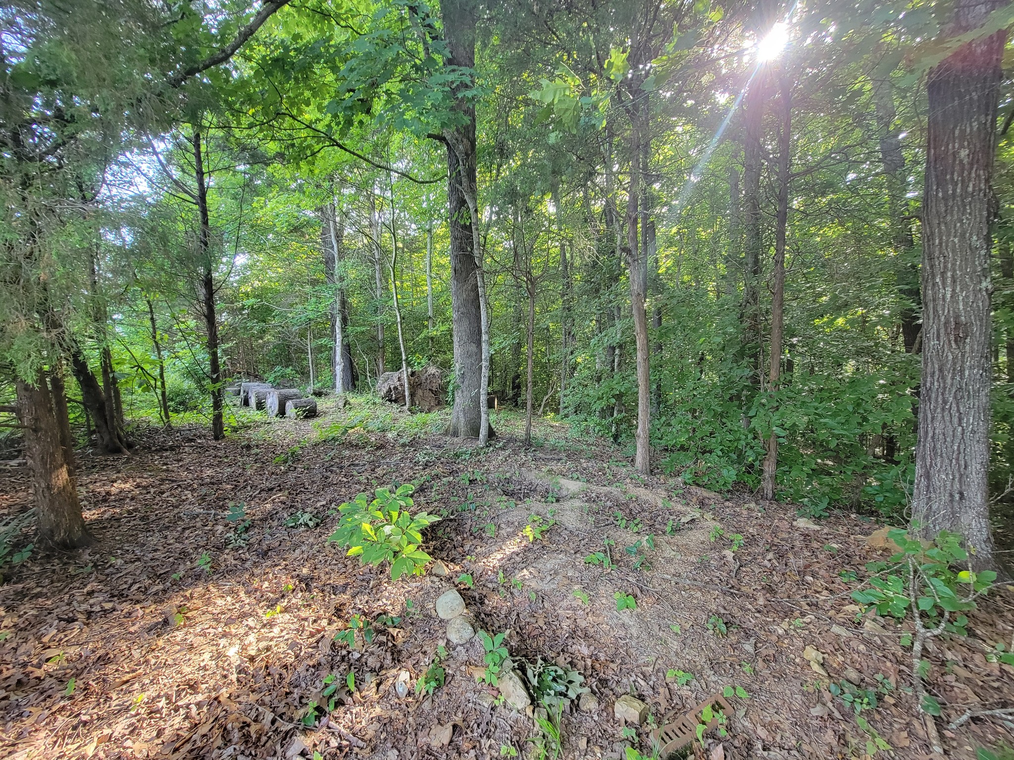 961 Big Springs Road Charlotte, TN 37036 - Photo 46 of 50 Another part of your wooded property.